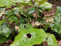 Farfugium japonicum