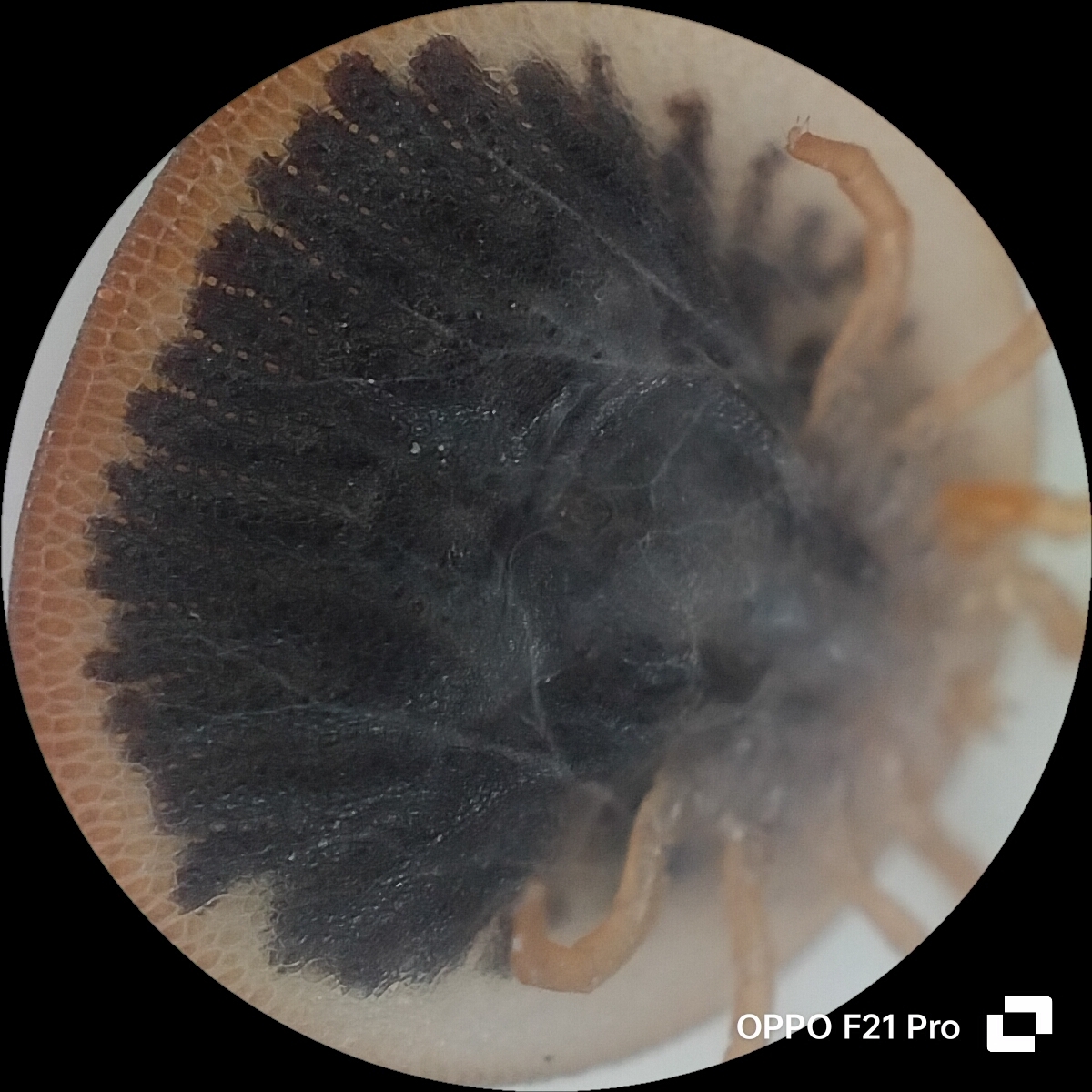 Carios vespertilionis Latreille, 1796