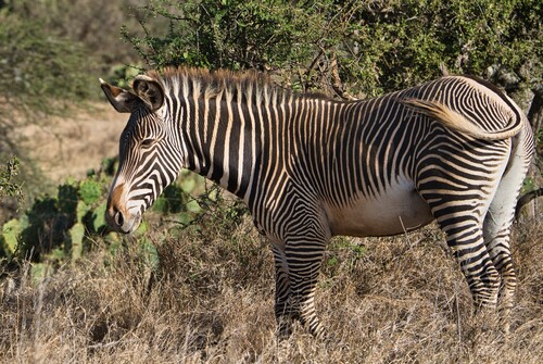 Zebras