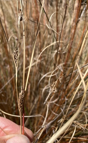 Foto de Carex buchananii
