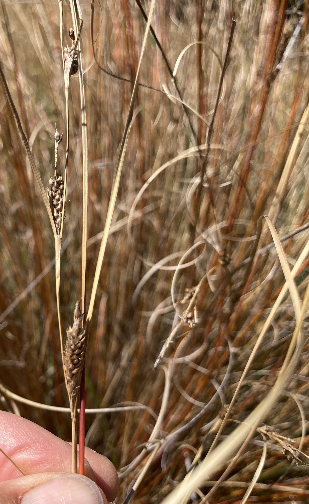 Imagem de Carex buchananii
