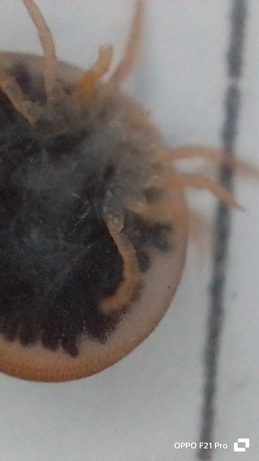 Carios vespertilionis Latreille, 1796
