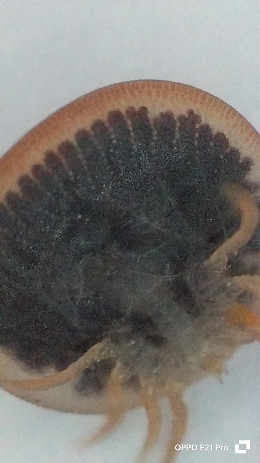 Carios vespertilionis Latreille, 1796