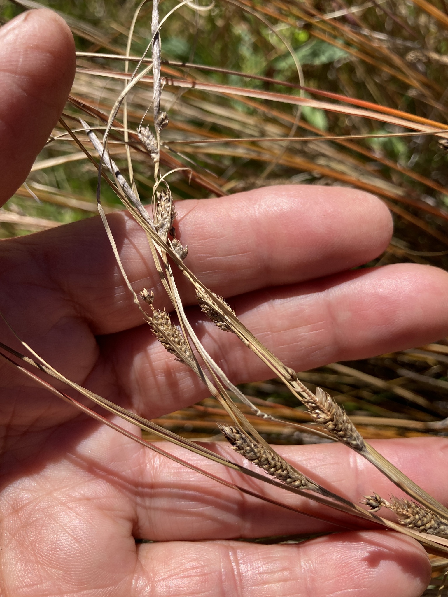 Imagem de Carex buchananii