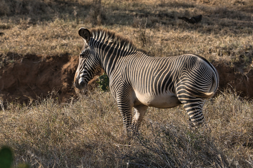 Grevy's zebra