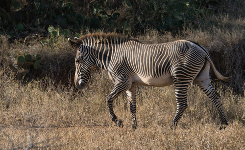 Grevy's zebra