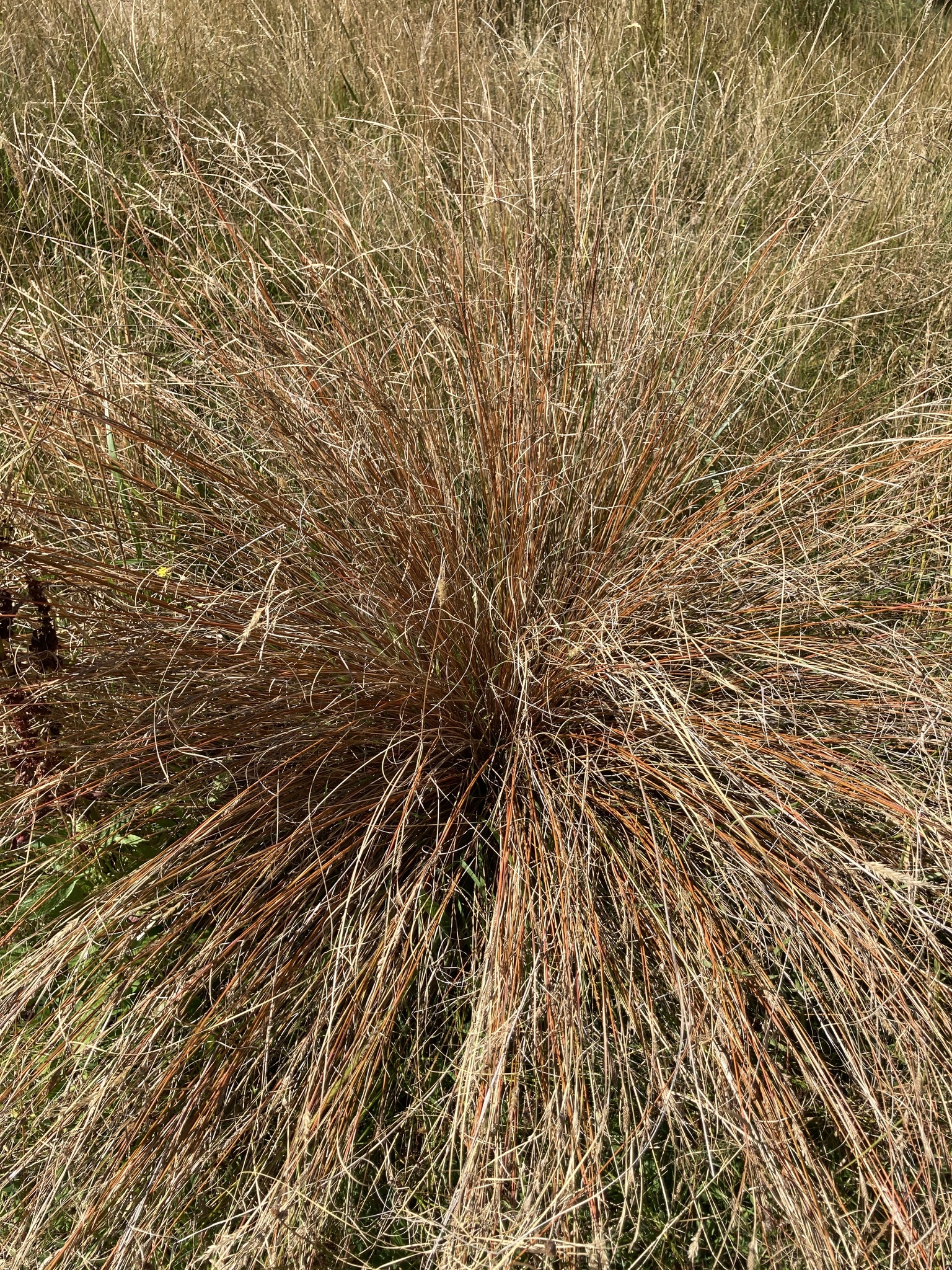 Imagem de Carex buchananii