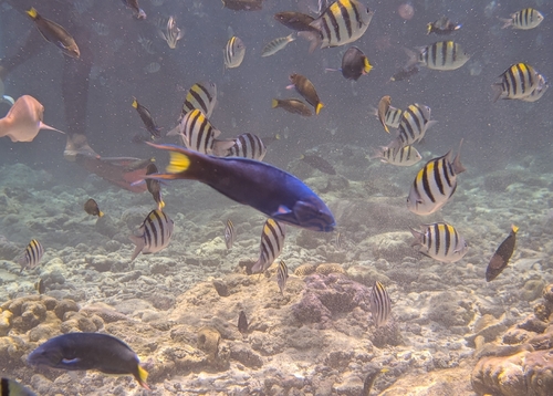 Abudefduf vaigiensis