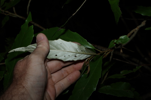 Argophyllum nullumense, photograph 5