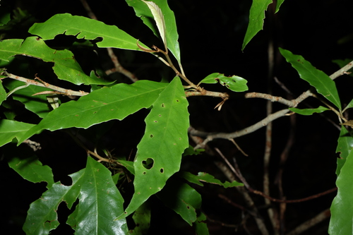 Argophyllum nullumense, photograph 4