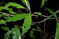 (c) Greg Tasney, some rights reserved (CC BY-SA) Argophyllum nullumense, photograph (c) Greg Tasney, some rights reserved (CC BY-SA)