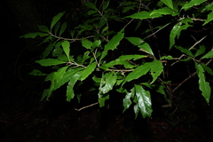 Argophyllum nullumense, photograph (c) Greg Tasney, some rights reserved (CC BY-SA)