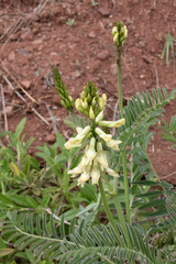 Astragalus curtipes