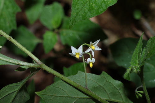 dark nightshade (Solanum opacum)