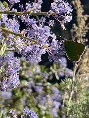 Callophrys