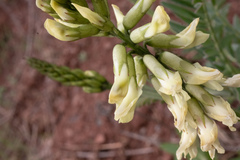 Astragalus curtipes