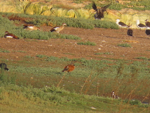 iNaturalist: (c) Nicolaas Myburgh, some rights reserved (CC BY-NC), uploaded by Nicolaas Myburgh iNaturalist image