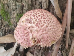 Boletellus deceptivus