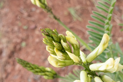 Astragalus curtipes