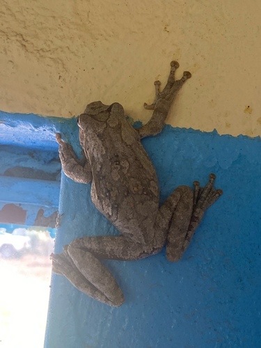 Grey Foam-nest Tree Frog