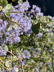 Callophrys