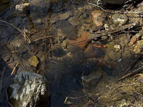 Rana taihangensis