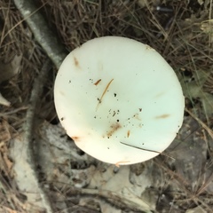 Amanita aestivalis