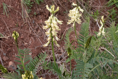 Astragalus curtipes