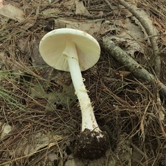 Amanita aestivalis
