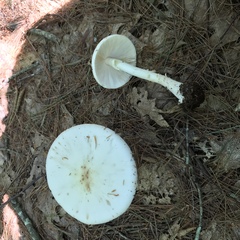 Amanita aestivalis