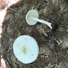 Amanita aestivalis