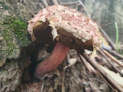 Boletellus deceptivus