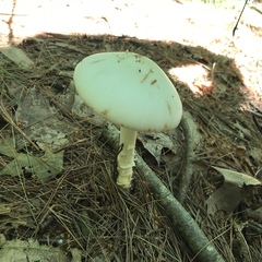 Amanita aestivalis