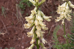 Astragalus curtipes