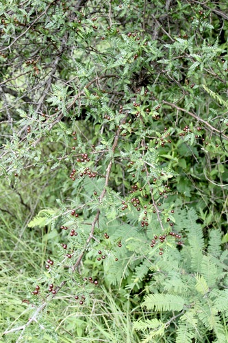 Bursera bipinnata, photograph 2
