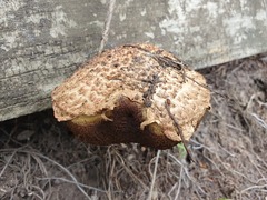 Boletellus deceptivus