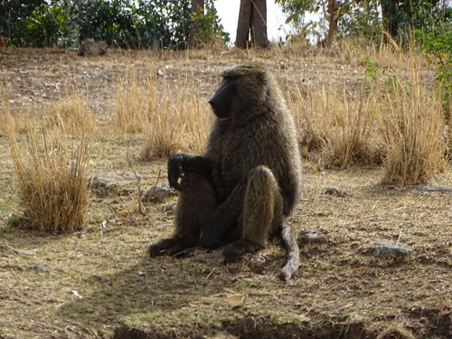 Olive Baboon