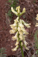 Astragalus curtipes