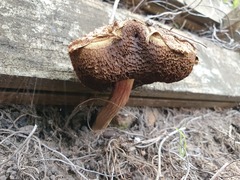 Boletellus deceptivus