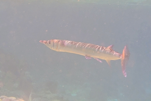 Tylosurus crocodilus