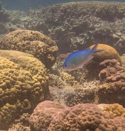 Chromis viridis