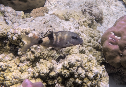 Parupeneus multifasciatus
