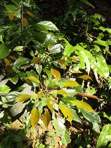 Meliosma squamulata, photograph 1