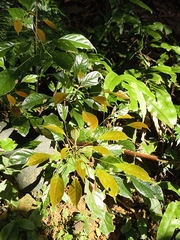 Meliosma squamulata