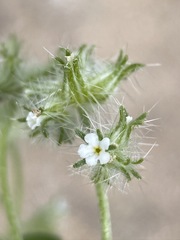 Cryptantha nevadensis