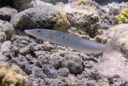 Cheilio inermis