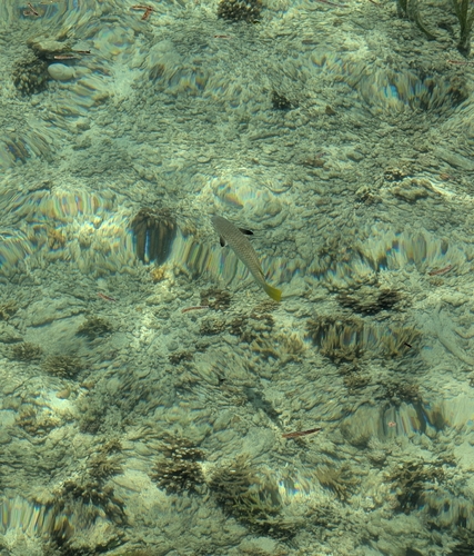 Ellochelon vaigiensis