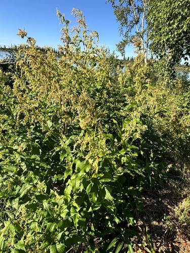 Alaska wild-rhubarb