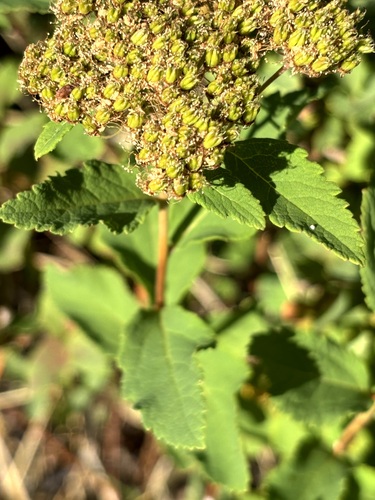 Steven's Spirea