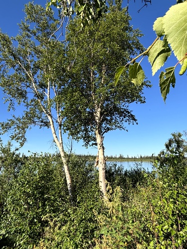 Alaska Paper Birch